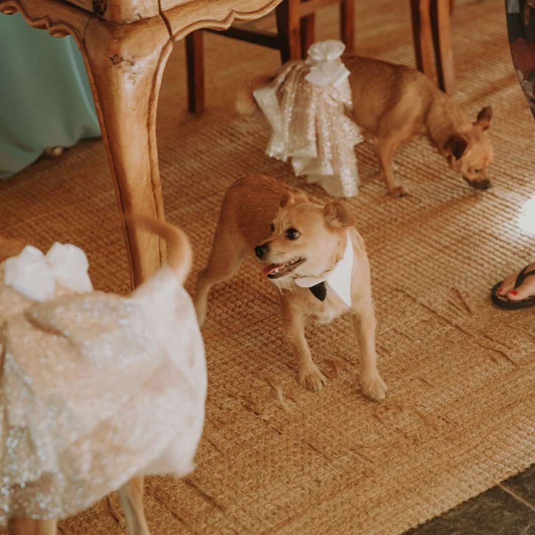 Boda mascotas